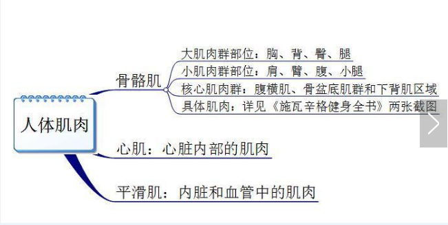 你真的認(rèn)識(shí)你身體的肌肉嗎？